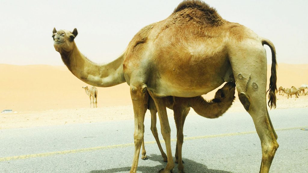 Wielbłądzica karmiąca swoje dziecko mlekiem wielbłądzim