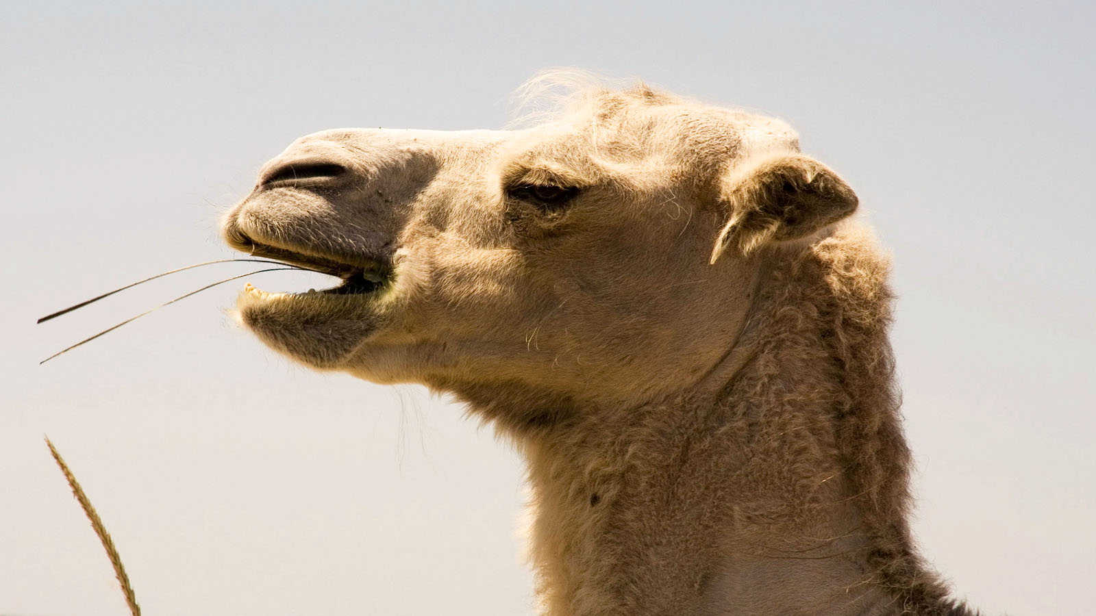 Mleko wielbłądzie: Cena, opinie i niezwykłe właściwości, autyzm, cukrzyca i AZS.